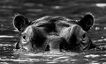 Portrait d'hippopotame au lac Kariba