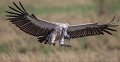 vautour en vol d'arrivée