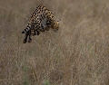 Le saut du Serval