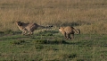 Course poursuite entre léopard et guépard
