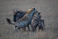 chasse de hyène sur gnou