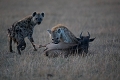 Chasse de hyènes sur jeune gnou
