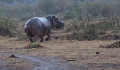Hippopotame sous la pluie