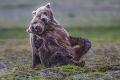Joute entre grizzlys