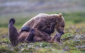 Joute entre grizzlys