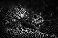 Femelle lopard et son jeune