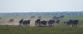 migration des gnous ds le serengeti