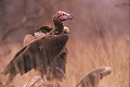 vautour oricou sur carcasse de buffle