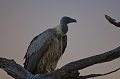 vautour africain au crépuscule
