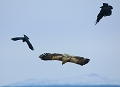 Grands corbeaux et pygargue à queue blanche