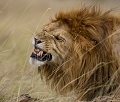 lion grimaçant