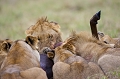 Lion mangeant un gnou