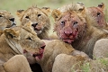 Repas des lions