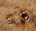 Lionne et lionceau