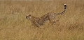 guêpard en chasse
