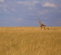 Giraffe masaï
