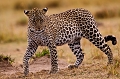 léopard élégant