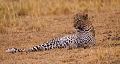 léopard après la chasse