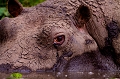 Portrait d'hippopotame
