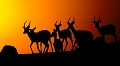 impales au coucher de soleil sur le masai mara