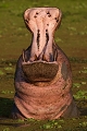 hippopotame ballant