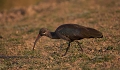 Ibis hagedash ( Bostrychia hagedash brevirostris) -Zambie
