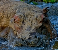 hippopotame dans la boue