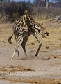  hwange national parc 
 photographie animalieÌ€re 
 safari 
 zimbabwe 