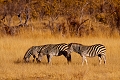  afrique,zimbabwe,hwange, zèbre de Burchell, photographie animalière 