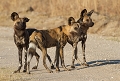  hwange, zimbabwe, safari, lycaon 