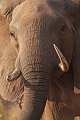  elephant d'afrique 
zimbabwe
safari
lac Kariba 