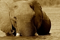  éléphant d'afrique
safaris, zimbabwe, lac Kariba
photograhe animalier 
