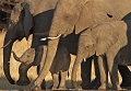  zimbabwe,éléphant d'afrique, zimbabwe, hwange 