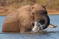  lac Kariba, Zimbabwe, éléphant d'afrique, safari, photographie animalière 