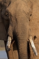  éléphant d'afrique, Lac Kariba, Zimbabwe, safari, photographe animalier, photographie animalière 