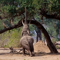  éléphant d'afrique, Zimbabwe, Mana Pools, safari, 