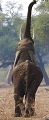  éléphant d'afrique , Zimbabwe, Mana Pools, safari, 