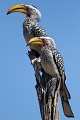  Calao à bec jaune, Zimbabwe, safari, oiseau d'afrique 