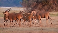  Elan du cap, Zimbabwe, safari, photographie animalière 