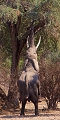  éléphant d'afrique, safari, phtographie animmalière, photographe animalier, Zimbabwe, Mana Pools 