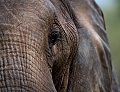  éléphant d'afrique, Zimbabwe, safari, afrique sauvage, animaux d'afrique 