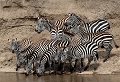 Prudents et assoiffés les zèbres se sont précipités au bord de la rivière Mara avec en arrière plan un fond minéral zèbre, Masaï Mara, Kenya, faune d'afrique, vie sauvage, rivière mara 
