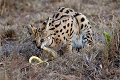  serval, serval mangeant un serpent 
animaux d'Afrique 
Kenya 
savane 
photographe animalier, photographie animalière
instants d'Afrique sauvage 
safari 