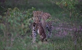 L'instant fût très bref; celui où cette femelle de léopard a chassé un lapin dans les hautes herbes. D'un pas assuré, elle a emporté sa proie sans la manger pour l'amener à ses deux jeune restés à couvert.  