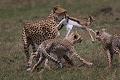 Voilà une scène que l'on observe rarement. Après la chasse d'une jeune antilope , cette femelle guépard est revenu vers ses jeunes qui attendaient à distance le retour de leur mère. Elle les a incités à prendre la proie afin de les accompagner dans leur apprentissage de chasseur.  