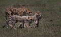  guépard, jeunes de guépard, chasse de guépards, kenya, safari, instants d'Afrique sauvage
savane, 