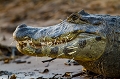 En s'attaquant à un Porc-épic, ce jacaré s'est retrouvé la tête pleine d'épines.  