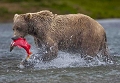 Les saumons sont en abondance en cette période qui attirent de nombreux Grizzlys avant l'automne. grizzly, Alaska, Alaska  sauvage, wild animal, katmai, grizzly pêchant le saumon, photographie animalière, photographe animalier, wild Alaska 