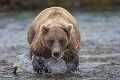 Quand il est en pleine course le grizzly est très impressionnant tant par sa masse que par sa vitesse. 
Dans le viseur de mon boitier j'ai parfois des frayeurs... grizzly, course du grizzly, Alaska sauvage, parc de Katmai, grizzly pêchant, photographie animalière 