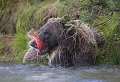Le grizzly est très affairé quand il attrape un saumon; comme un fruit  il l'épluche pour se délecter de sa chair. 
Certains grizzly raffolent des oeufs et se précipitent pour les manger.  